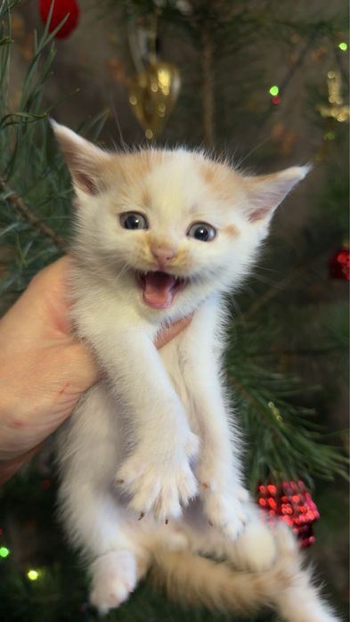 Хлопчик метис від персидської кішки