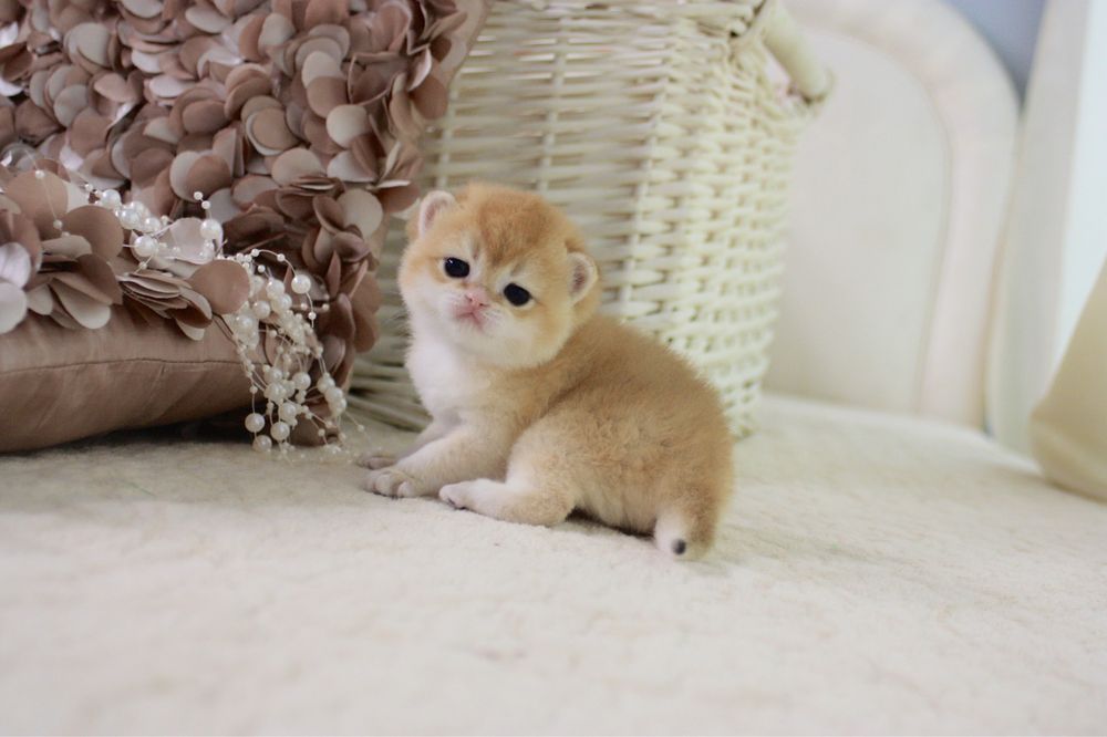 Британська кішечка золота шиншила NY12 ny11