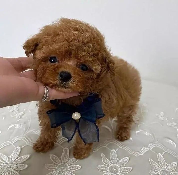 Преміальні Мальтипу F-2 F-1