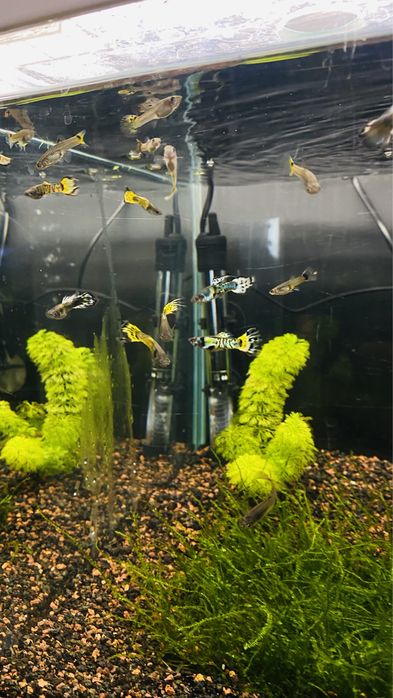 Guppys Macho/ Femea