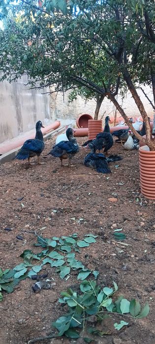 Patos-Mudos de 3 Meses – Disponíveis para Venda