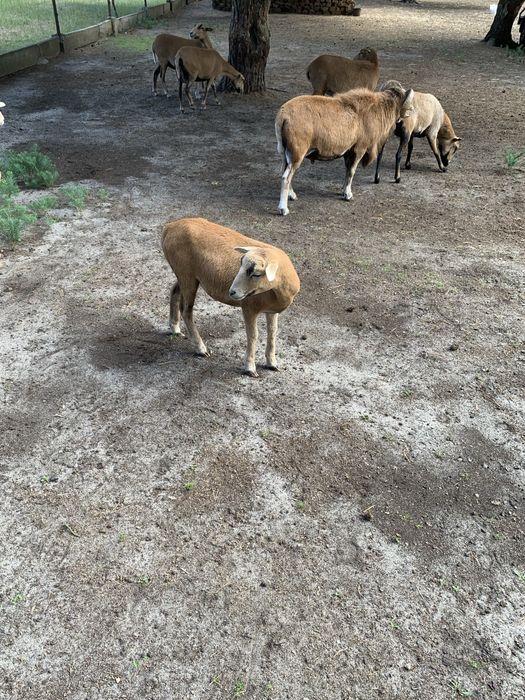Owieczki kamerunskie