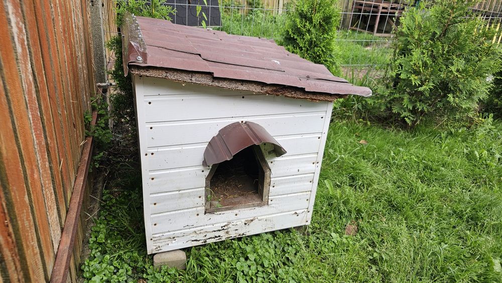 Oddam bude dla dużego psa