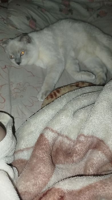 ТЕРМІНОВО котики британець та шотландець