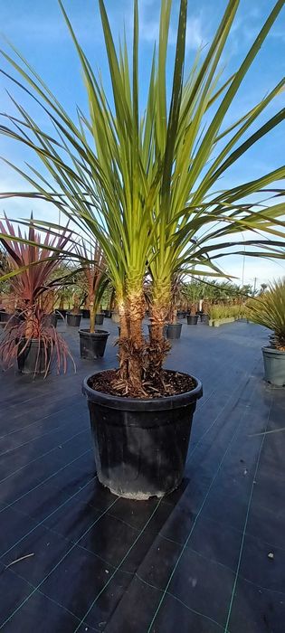 Kordylina Cordyline Australis wielopienne MEGA EGZEMPLARZE