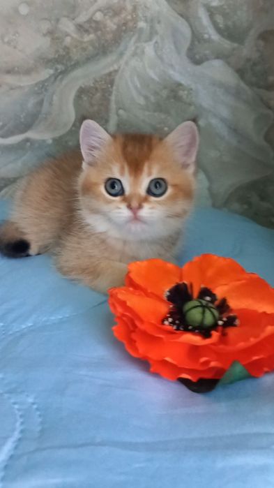 золота шиншила котики