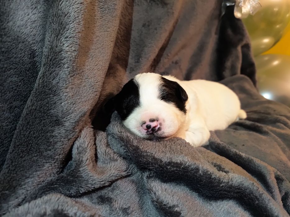 Border collie || szczeniaki — pies || Kosair Spirit