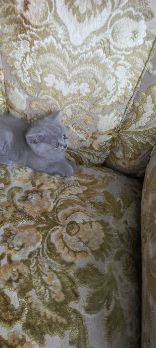 Продаюся котики дата н.р. 15.04.2024