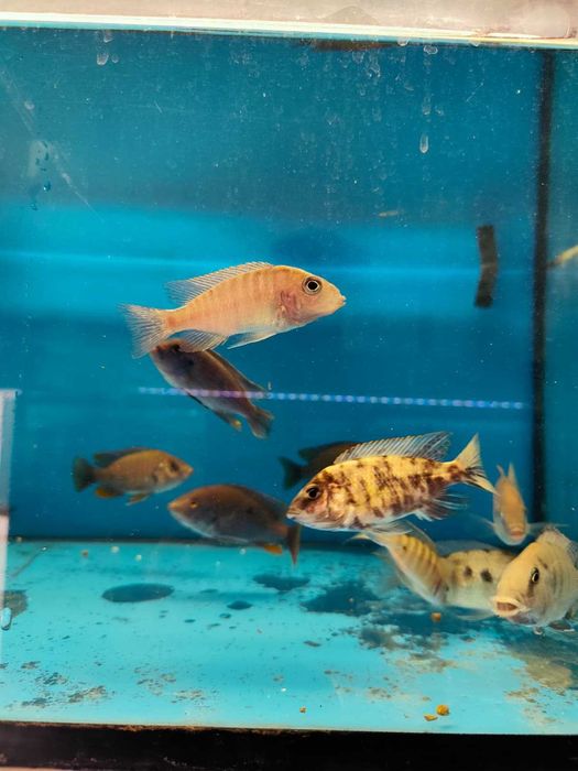 ciclideos africanos 8-14cm ler descrição