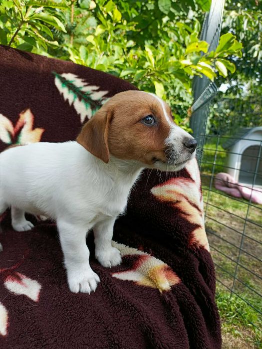 Wzorcowy Jack Russell terrier piękny exterrier rodzice FCI