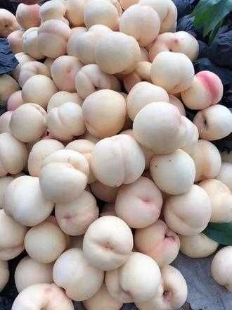 Pessegueiro que dá pêssegos BRANCOS deliciosos