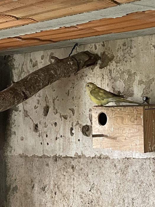 Red rumped macho e fêmeas