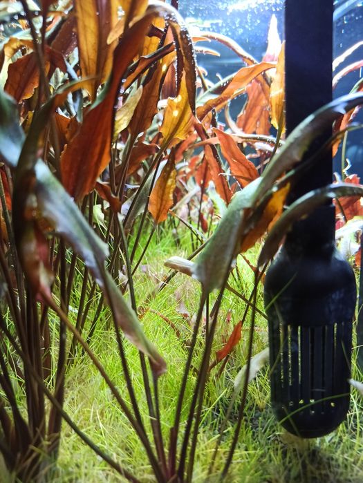 Cryptocoryne roślinki