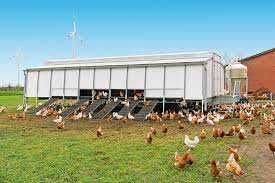 Kury młode wszystkie rasy ! Green Shell Dominant Rossa Messa Lohman