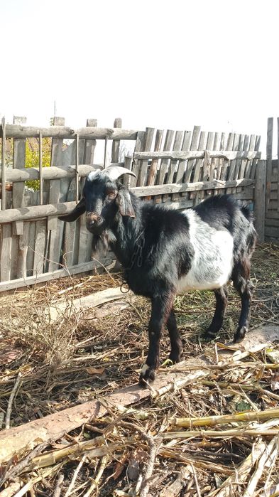 Козел двухлетка продам
