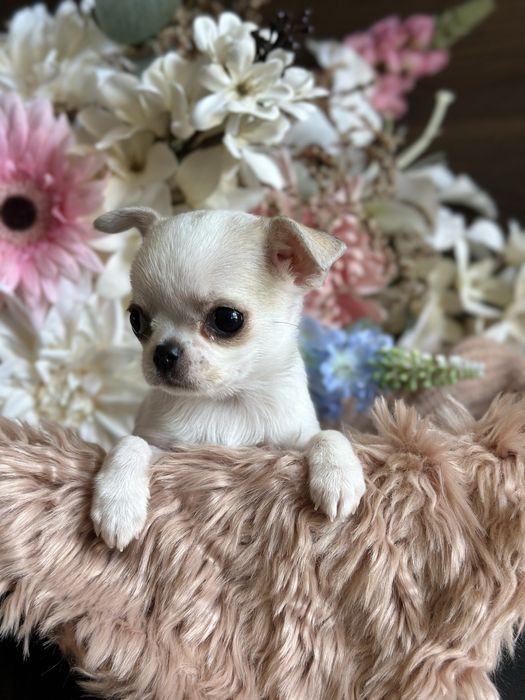 CHIHUAHUA dziewczynka mini xxs