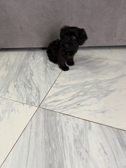 Yorkpoo mini macho