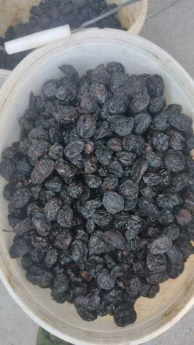 Не колюча бордо.