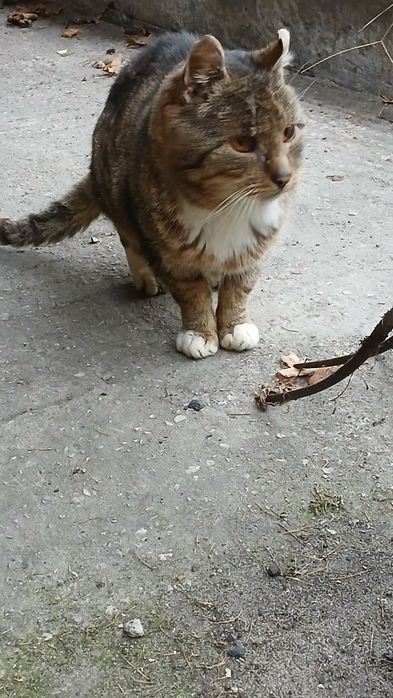 Kot szary do adopcji