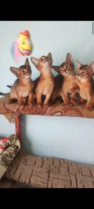 Запрошуємо дівчат на побачення.