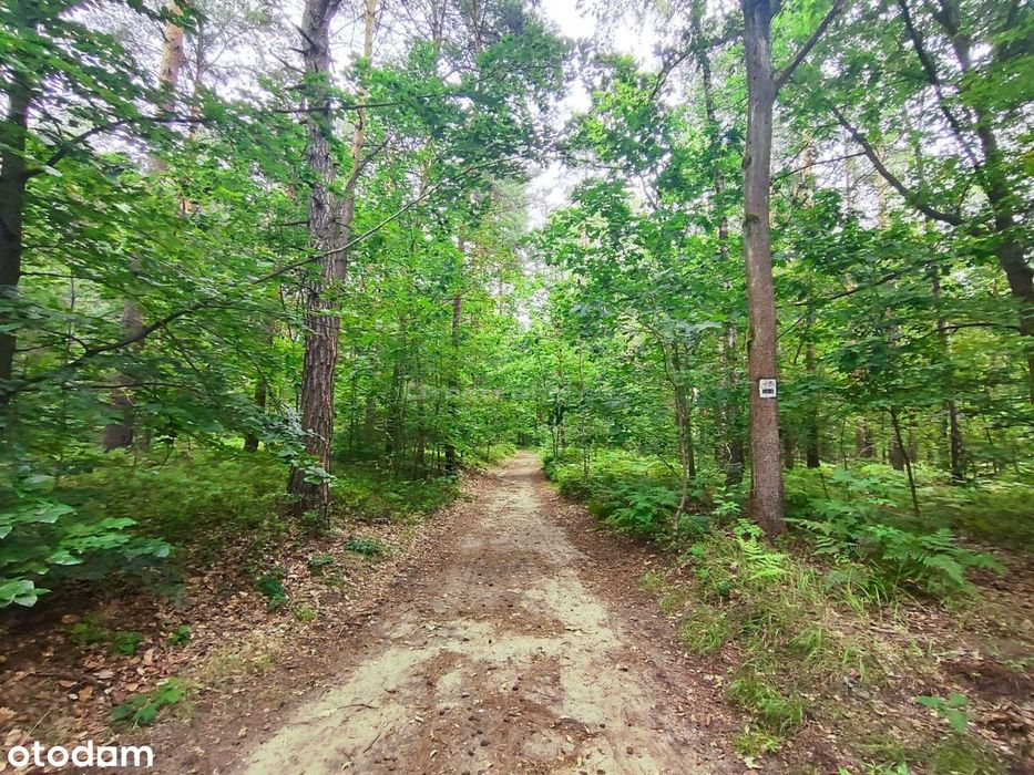Tuż obok Leśnego Źródełka - Prywatny las 5218 m²