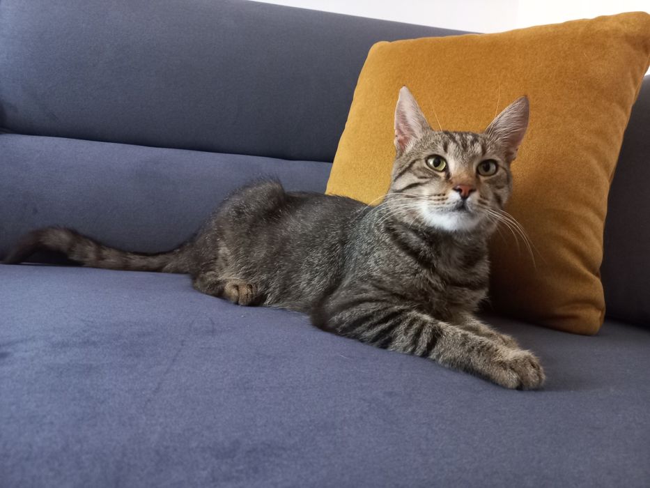 Kot do adopcji - Ptyś