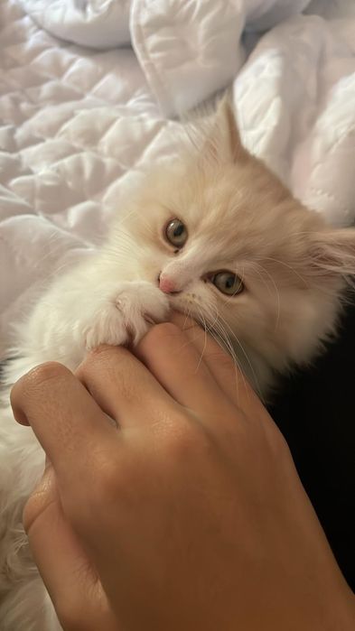 Gatinho Persa fabuloso