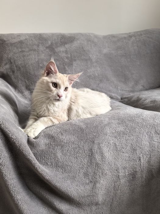 Borys przepiękny kocur Maine Coon shaded  opcja