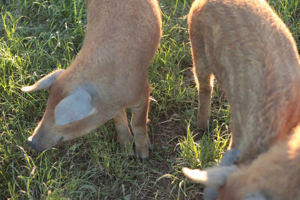 поросята породи мангал