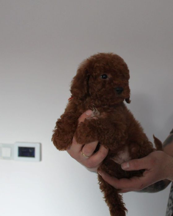 *Charlie* uroczy piesek pudel toy/mini