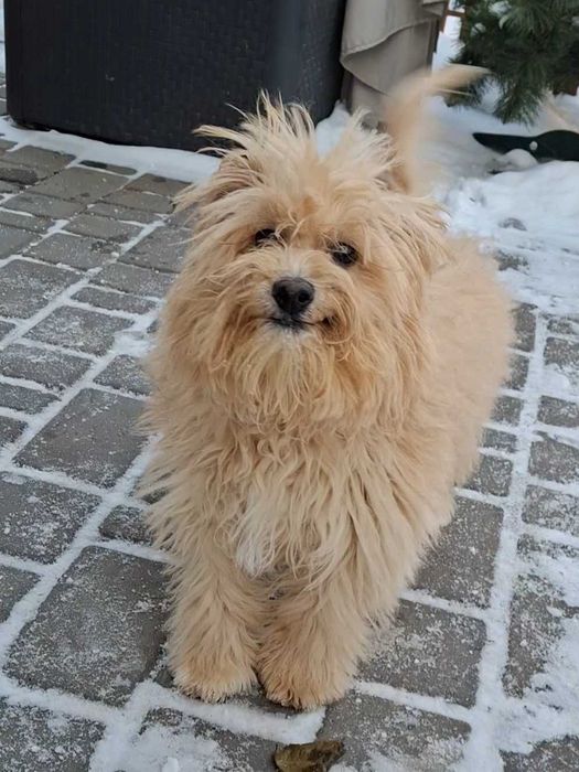 Самички Мальтіпу F1 стандартного розміру — 6 місяців