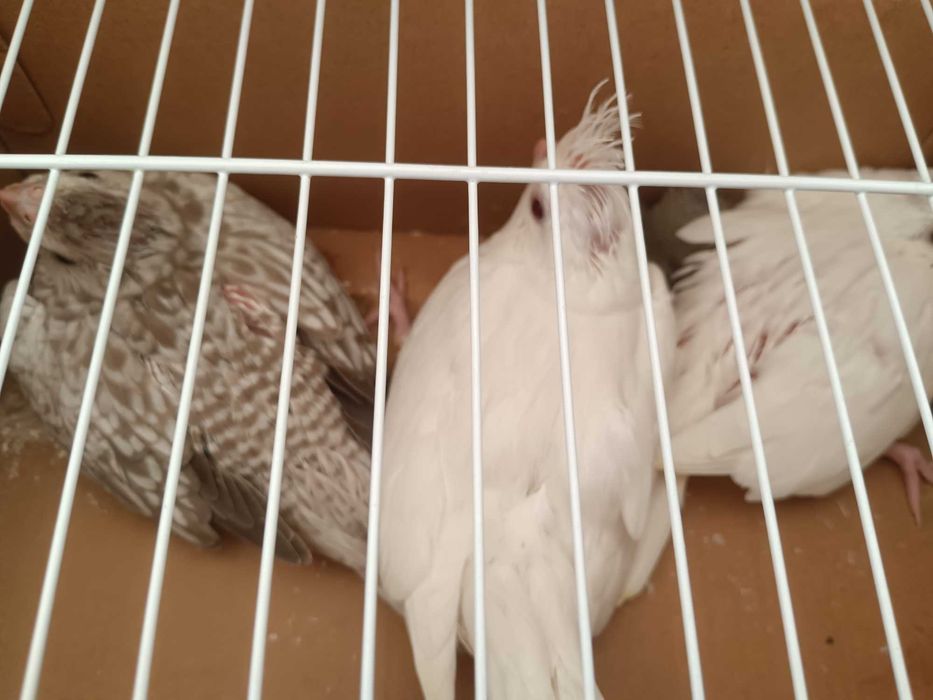 Vendo que a tua os bebés para criar à mão