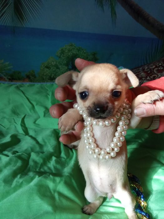 Гарненькі дівчатка