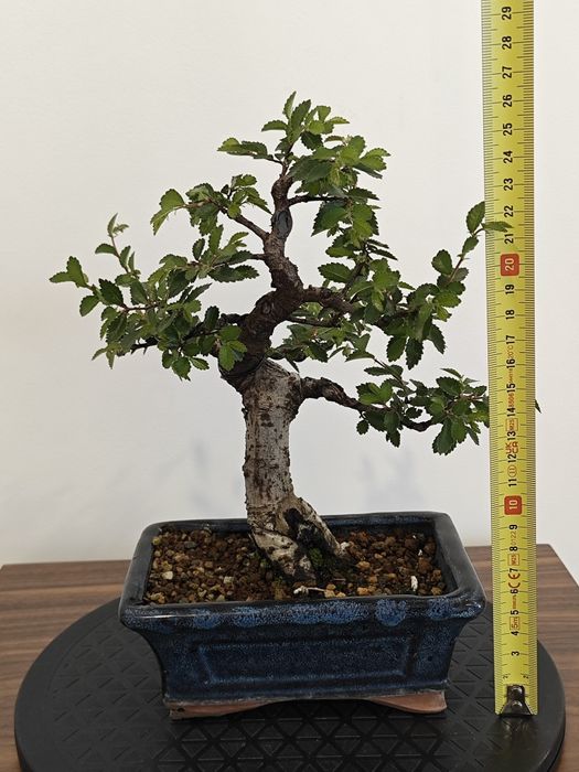 Pré-bonsai ulmeiro chines