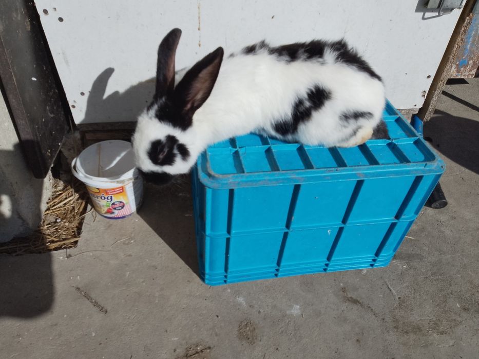 Króle, króliczki ,króliki