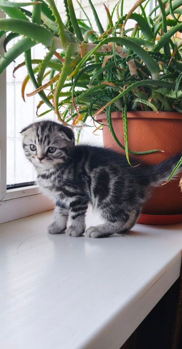 Шотландские мраморные котята