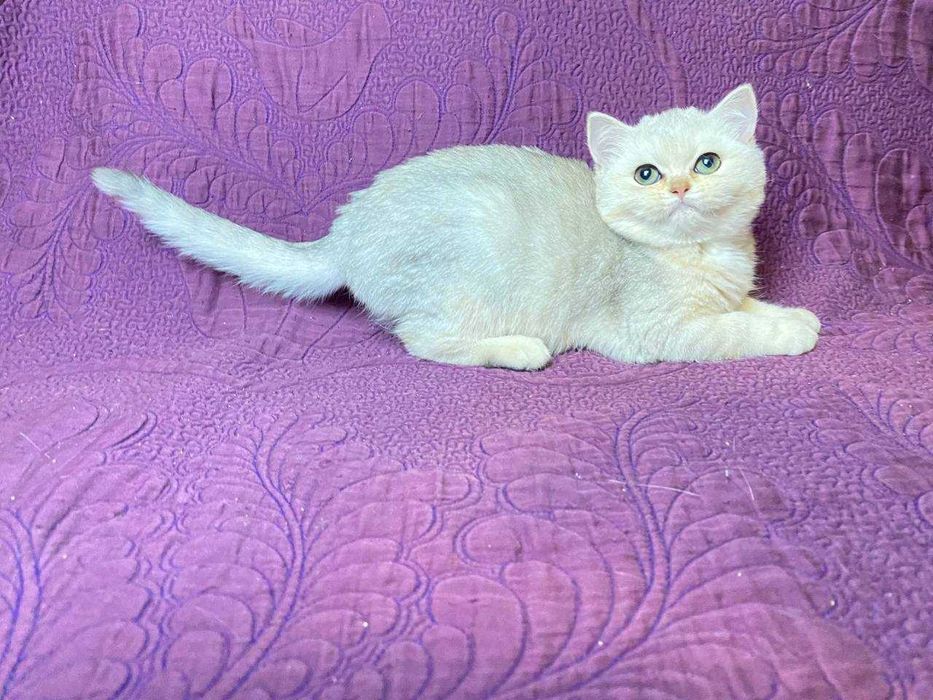 Британські сріблясті та золоті шиншилли