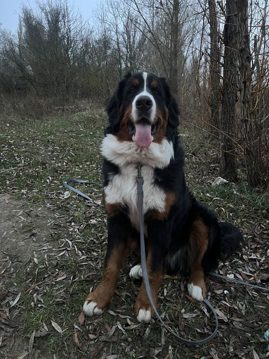 Чудові дівчинка бернського зенненхунда з документами КСУ