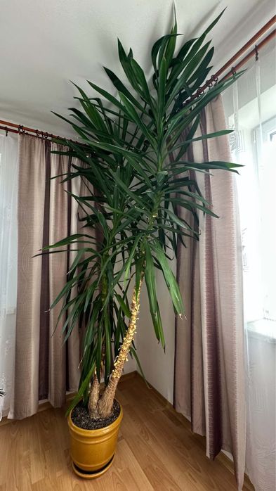 Duża Palma Juka 2,5 m
