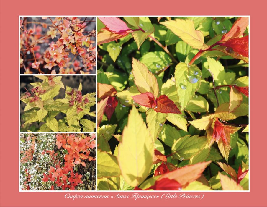 Спирея  японская, лапчатка ,, многолетник