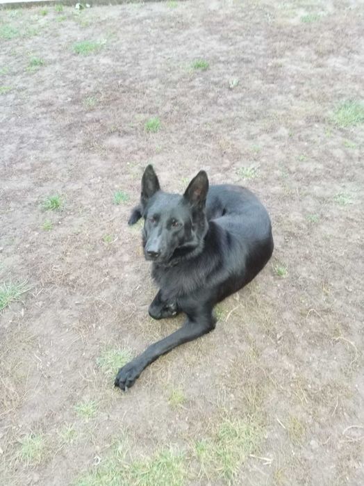 Бельгійська вівчарка