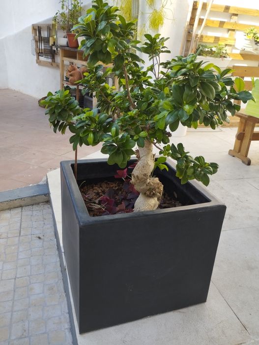 Planta Ficus Ginseng  Bonsai em vaso (68 cm)