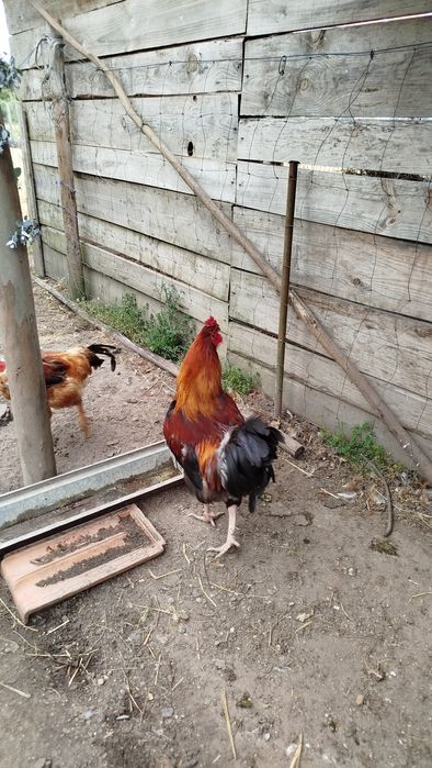 Galos caseiros adultos 25€