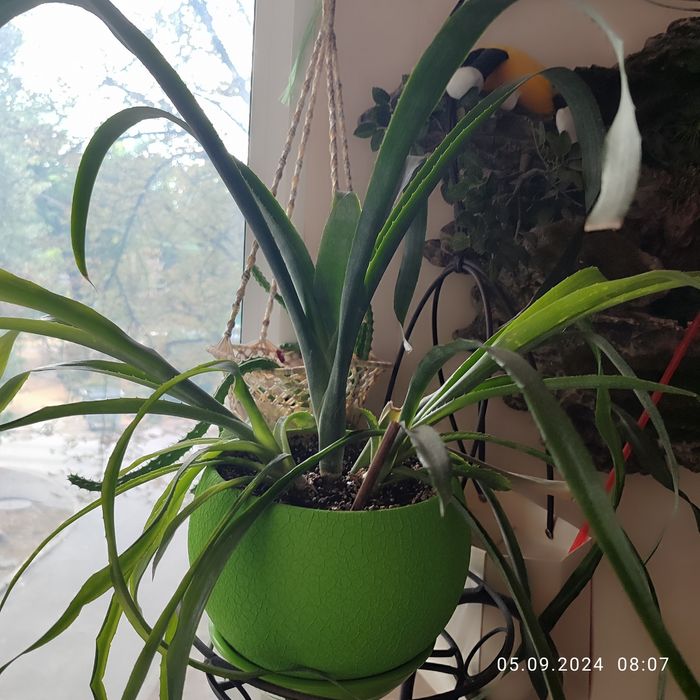 Домашние растюшки