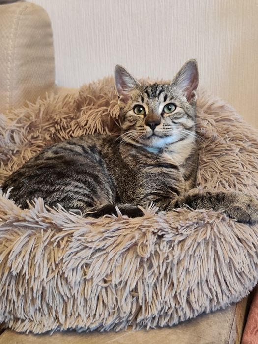 Котики шукають найкращі родини.