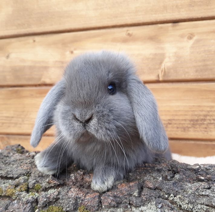 Królik karzełek baran niebieski mini lop