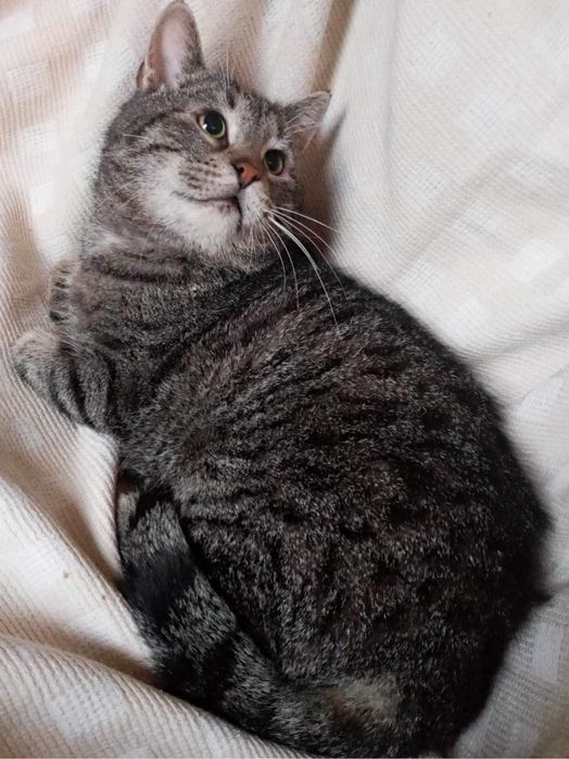 Milutki Kocurek szuka domku