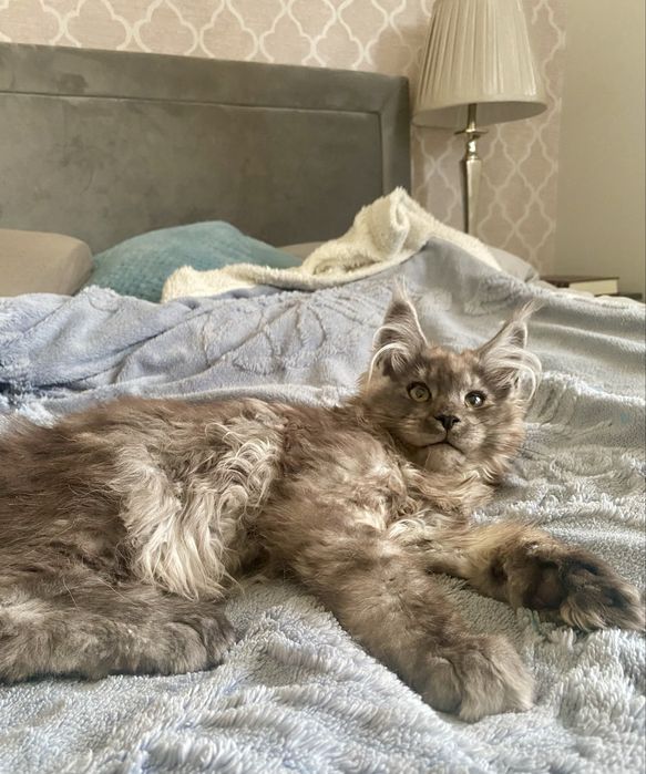 Dymny maine coon kocurek GAPCIO Enklawa