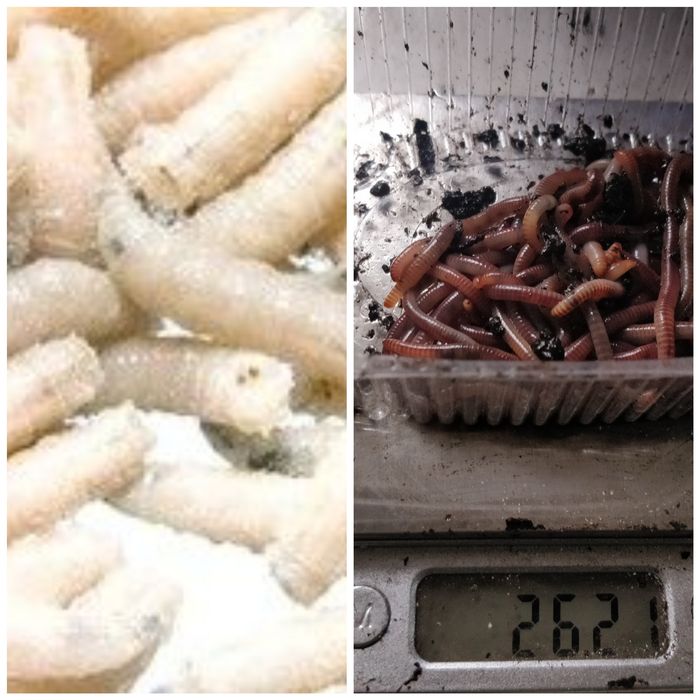 Опарыш,фасований червь, дендробена, мотиль мешковой, опариш