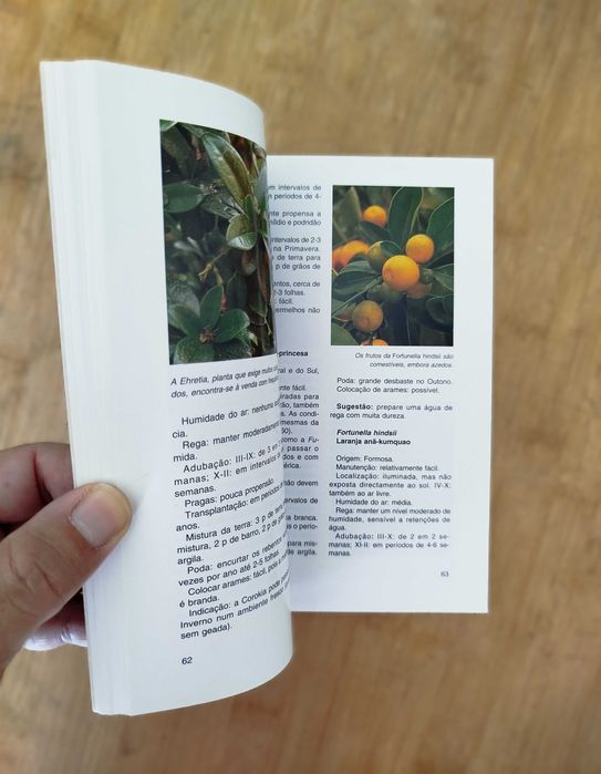 Bonsai de Interior de Jochen Pfisterer